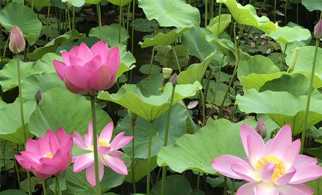 西安市·鄠邑区·太平峪九龙湾团建基地